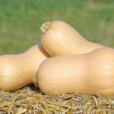 JWS 6823 PMR Winter Squash