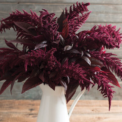 Red Spike Amaranthus