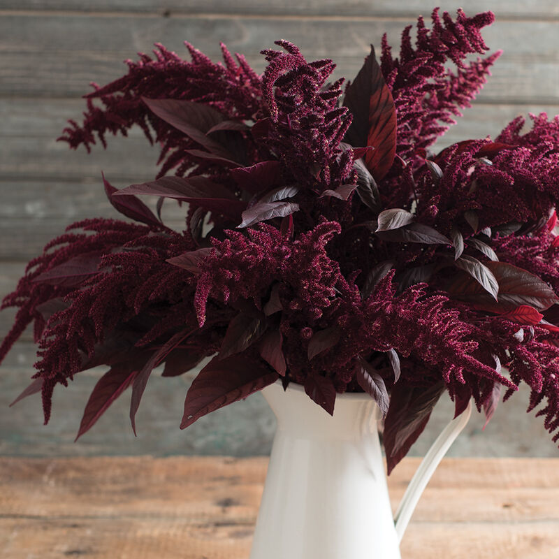 Red Spike Amaranthus