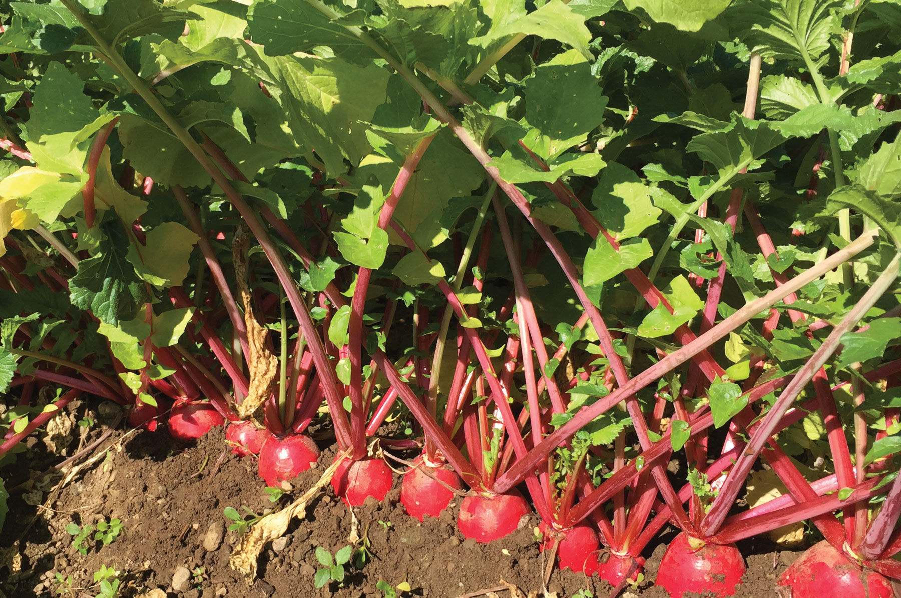 Red King 2 Daikon/Korean Radishes