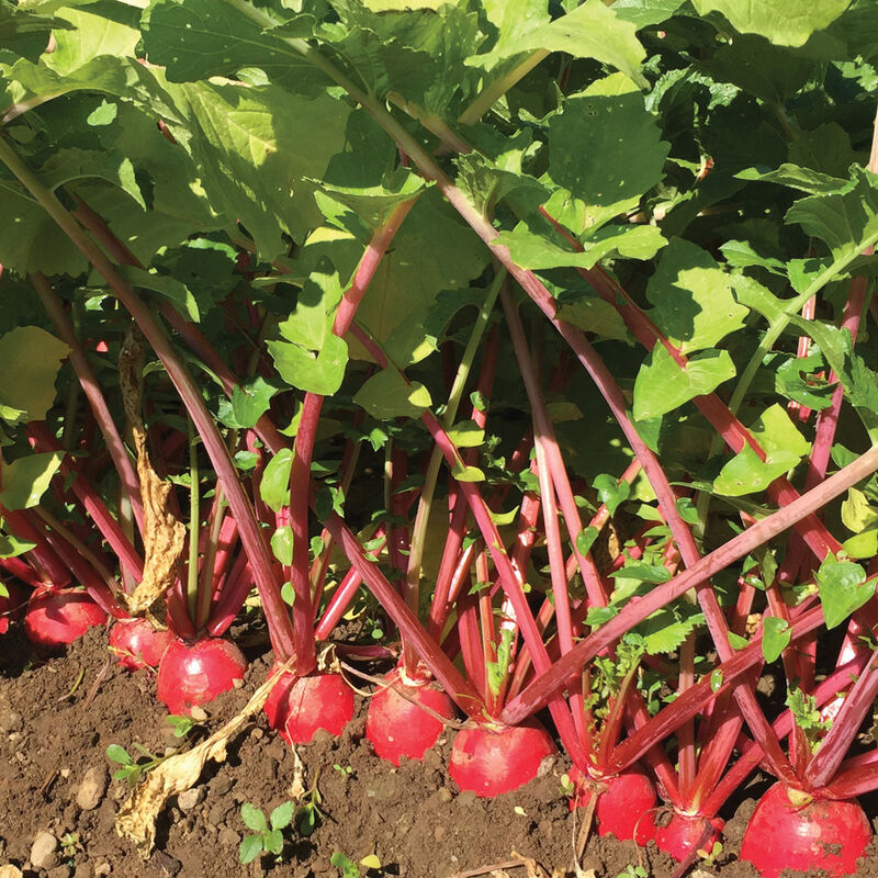 Red King 2 Daikon/Korean Radishes