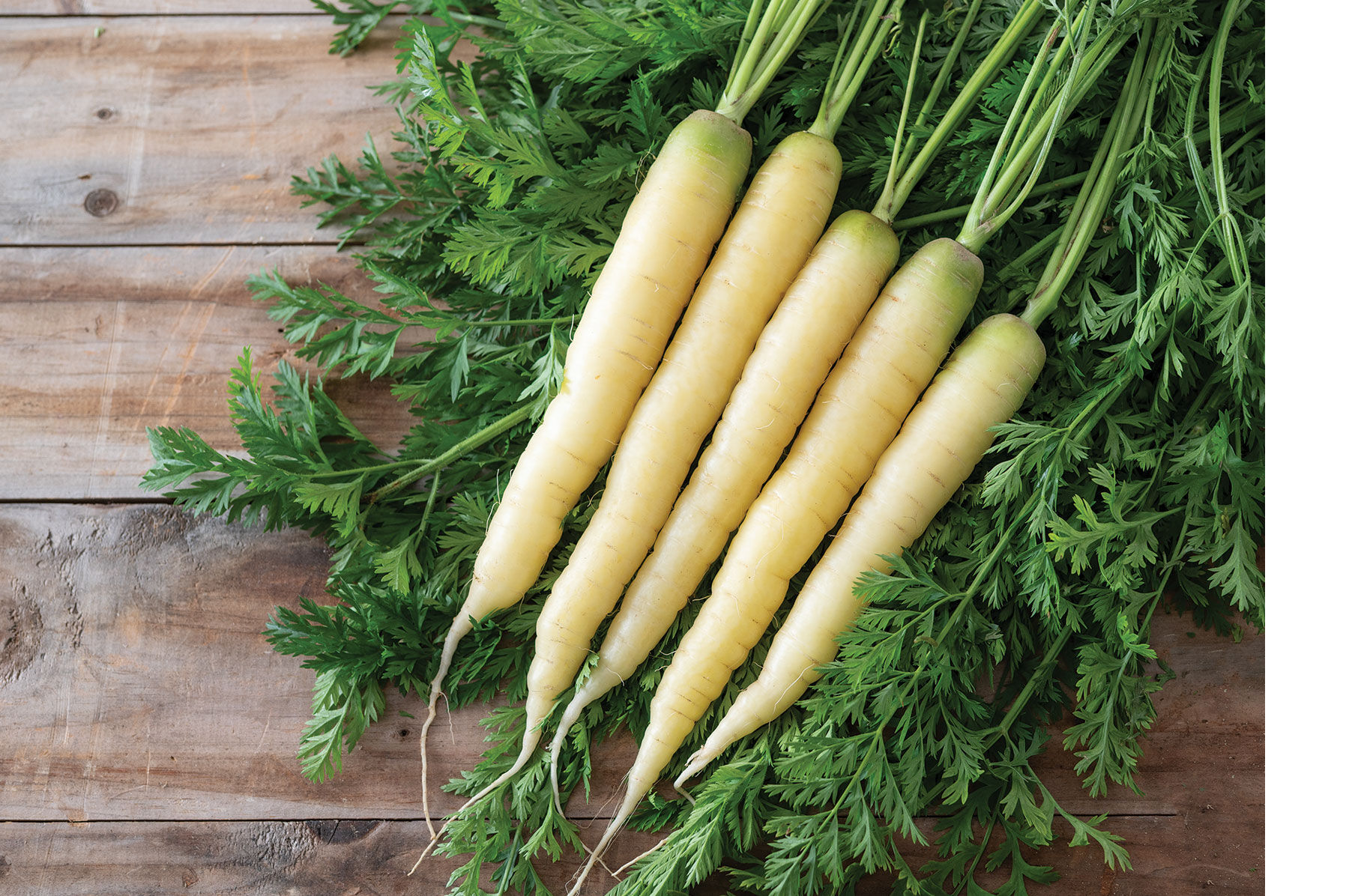 Johnny's Selected Seeds Carrot Seed