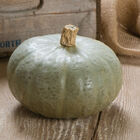 Winter Sweet Winter Squash