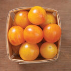 Sunrise Bumble Bee Specialty Tomatoes