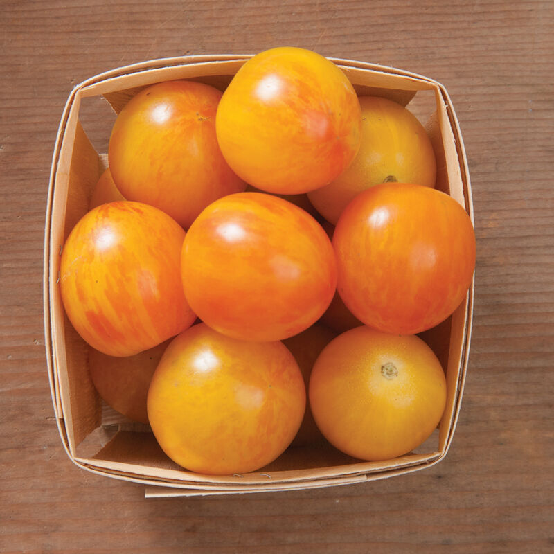 Sunrise Bumble Bee Specialty Tomatoes