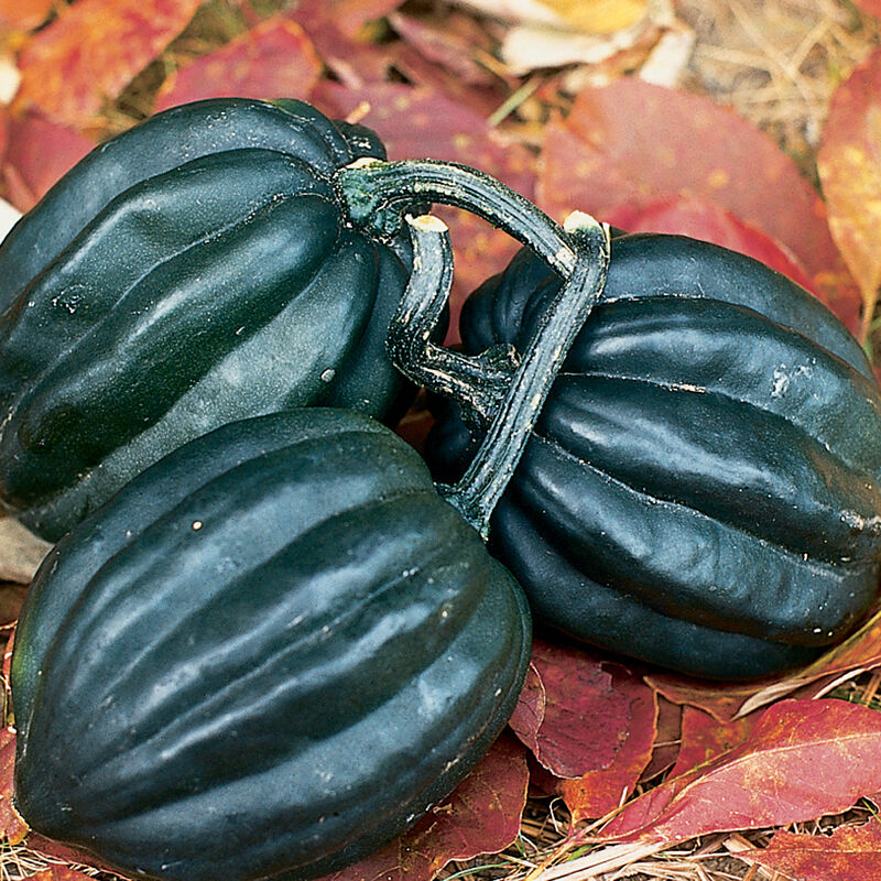 Tuffy Winter Squash