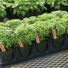 Pluto Fine Leaf Basil
