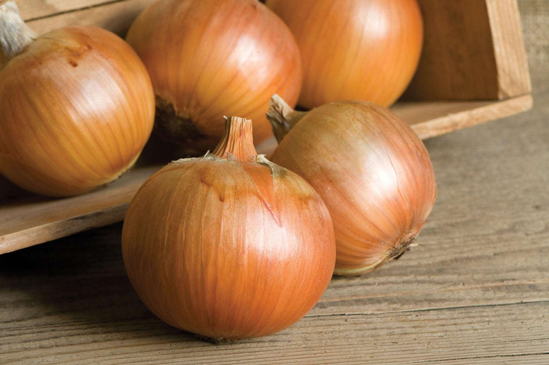 Johnny's Selected Seeds Patterson Onion Seed