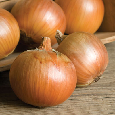 Patterson Full-Size Onions