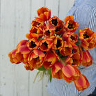 Apeldoorn's Elite Tulips