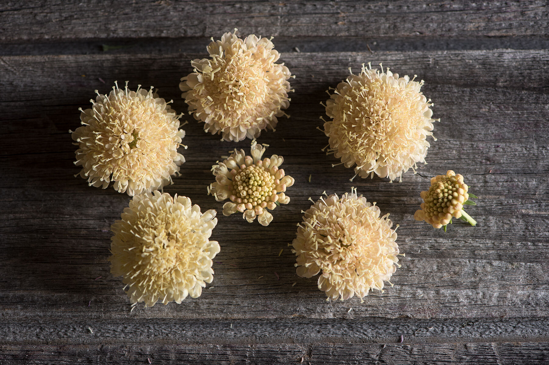 Fata Morgana Scabiosa (Pincushion Flower)