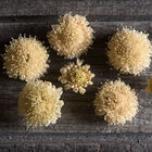 Fata Morgana Scabiosa (Pincushion Flower)