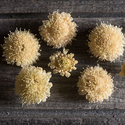 Fata Morgana Fata Morgana Scabiosa (Pincushion Flower)