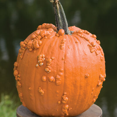 Knuckle Head Knuckle Head Specialty Pumpkins