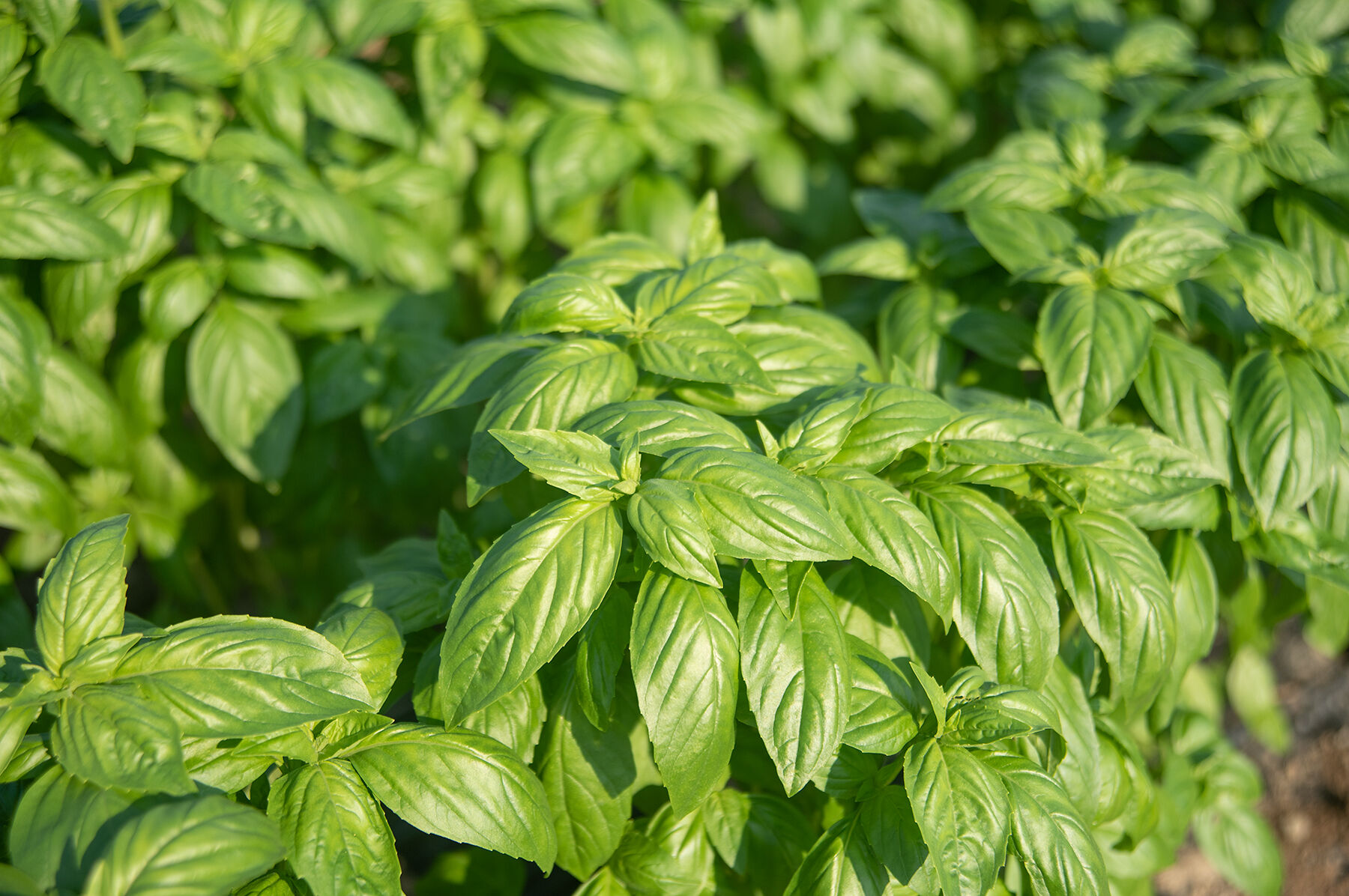 Prospera&reg; DMR (CG1) Genovese Basil