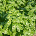 Prospera® DMR (CG1) Prospera® DMR (CG1) Genovese Basil