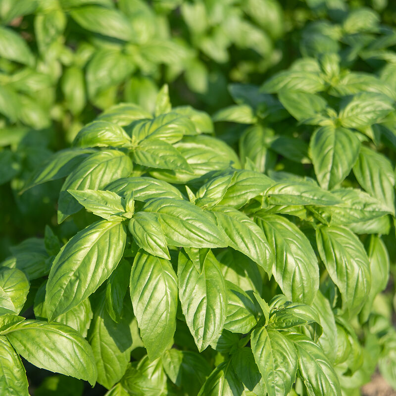 Prospera® DMR (CG1) Prospera® DMR (CG1) Genovese Basil