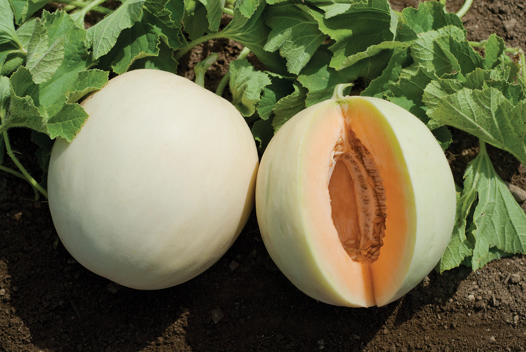 Honey Orange Honeydew Melon Seed Johnny s Selected Seeds