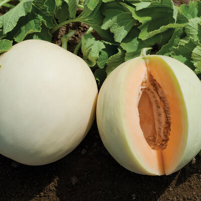 HONEY DEW Conventional Seeds, MELON ⋆ De Corato Sementi