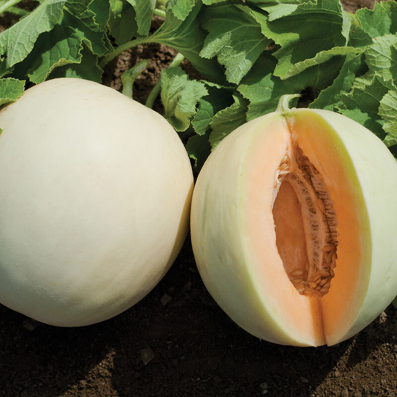 Honey Dew Melon - Bulk Seed