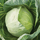 Primo Vantage Fresh Market Cabbage