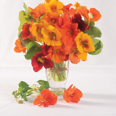 Kaleidoscope Mix Kaleidoscope Mix Nasturtium