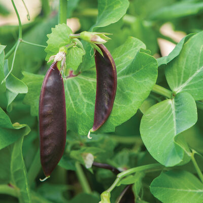 Royal Snow Snow Peas