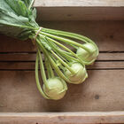 Konan Fresh Market Kohlrabi