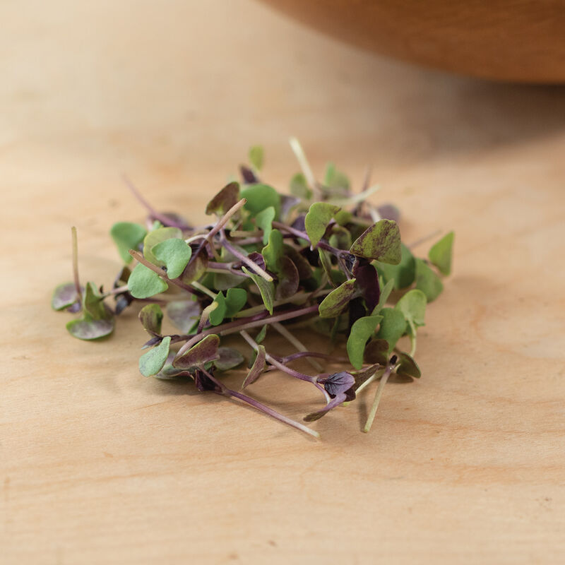 Basil, Bicolor Microgreen Herbs