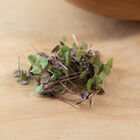 Basil, Bicolor Microgreen Herbs