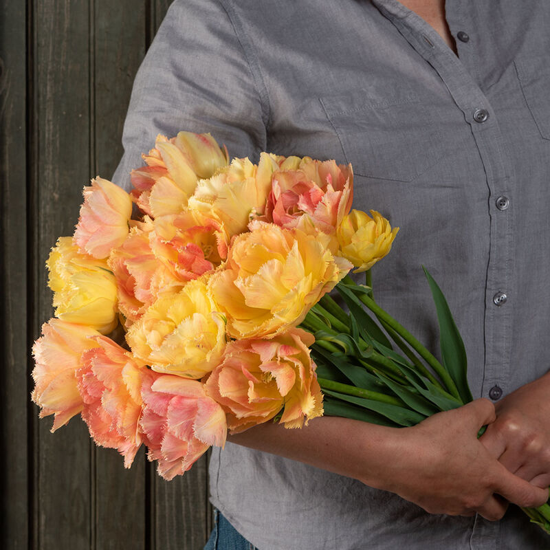 Vaya con Dios Tulip Bulb Johnny's Selected Seeds