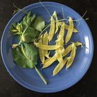 Golden Sweet Snow Peas
