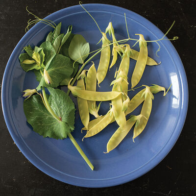 Golden Sweet Snow Peas