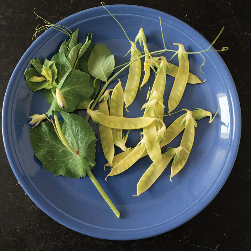 Golden Sweet Snow Peas
