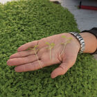 Marigold, Gem Microgreen Flowers