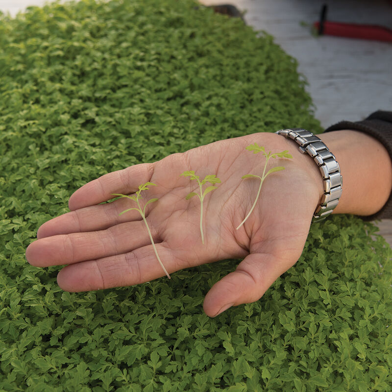 Marigold, Gem Microgreen Flowers
