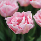 Dreamer® Tulips