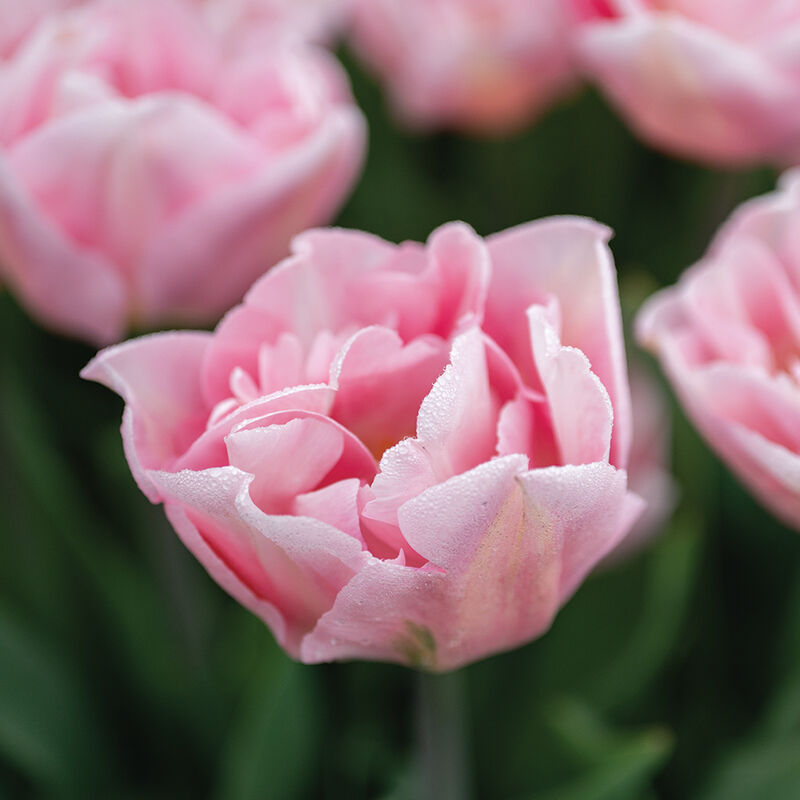 Dreamer® Tulips