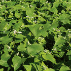 Buckwheat (Common) Buckwheat (Common) Buckwheat (Cover Crop)