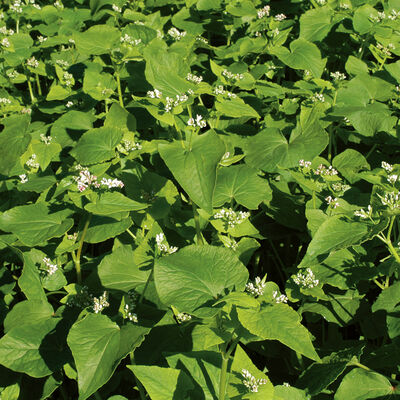 Buckwheat (Common) Buckwheat (Common) Buckwheat (Cover Crop)