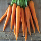 Bengala Storage Carrots
