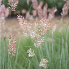 Savannah Grass Grasses, Ornamental