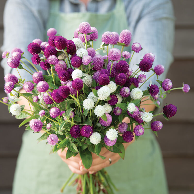 Audray Mix Audray Mix Gomphrena (Globe Amaranth)