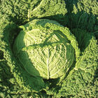 Famosa Fresh Market Cabbage