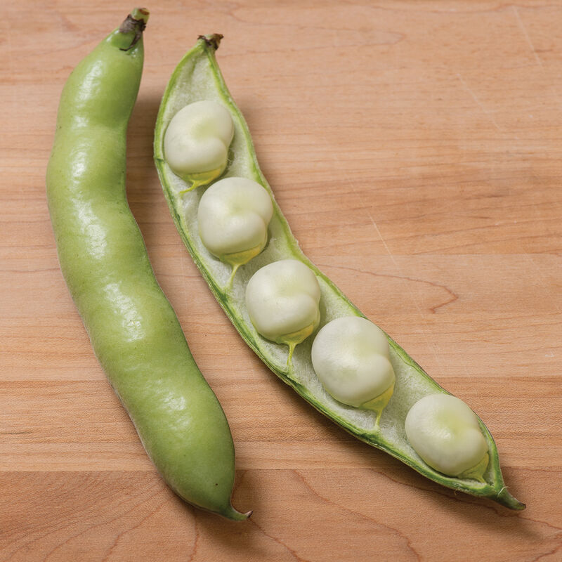 Vroma Fava Beans