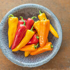 Cornitos Sweet Peppers