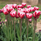 Drumline Tulips