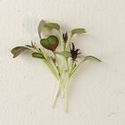 Kale, KX-1 Microgreen Vegetables