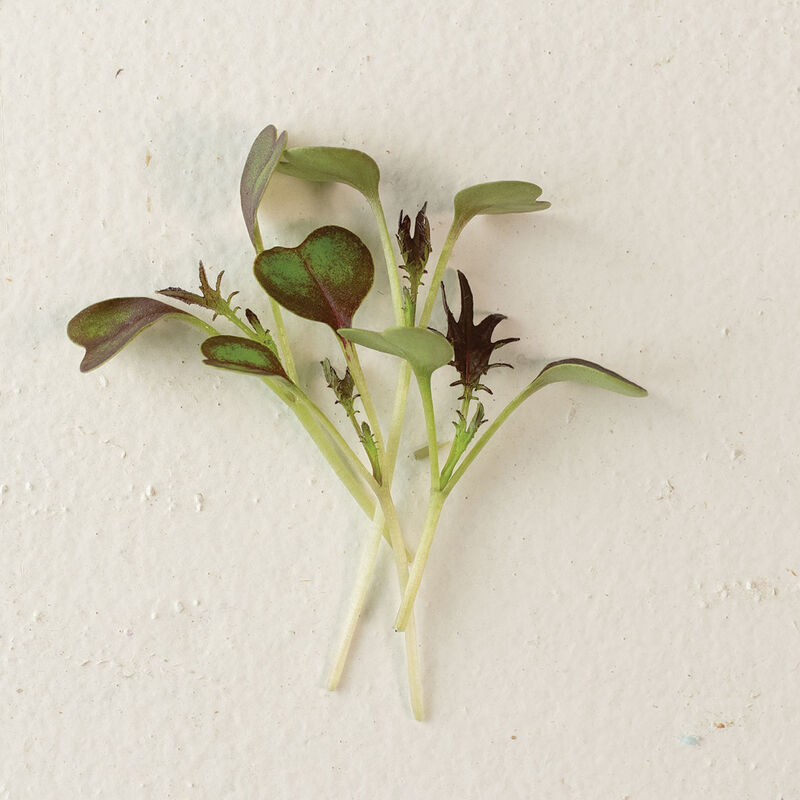 Kale, KX-1 Microgreen Vegetables