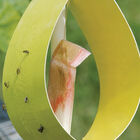 Sticky Yellow Traps – 5 Count Sticky Yellow Traps – 5 Count Lures and Traps